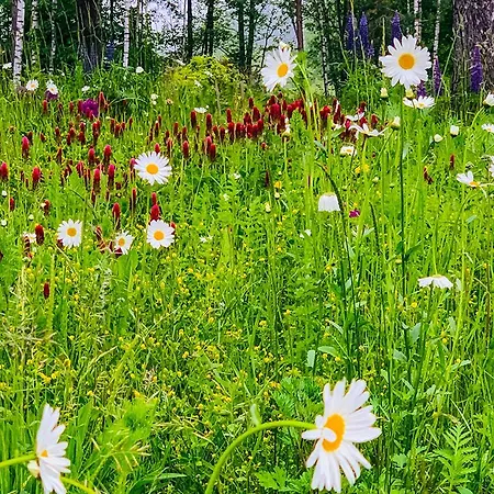 Sliczny Z Sauna * Borzestowo