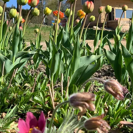 śliczny Z Sauną Willa