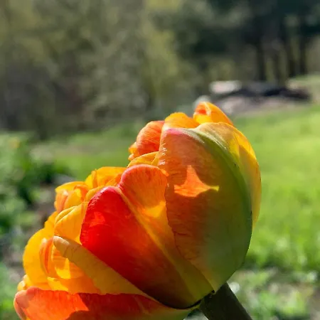 Willa śliczny Z Sauną Borzestowo