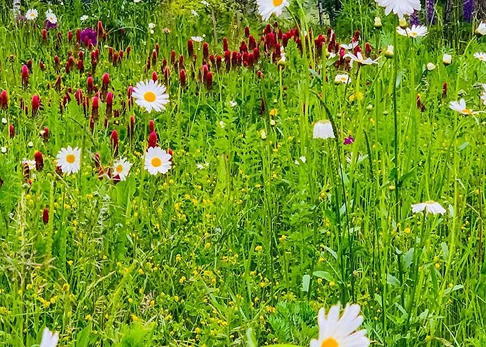 śliczny Z Sauną * Borzestowo