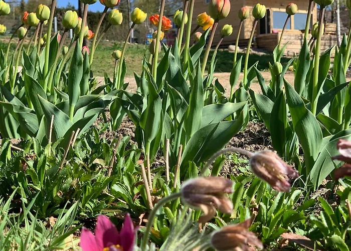 śliczny Z Sauną Willa