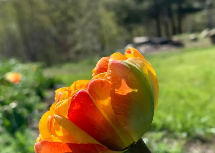 Willa śliczny Z Sauną Borzestowo