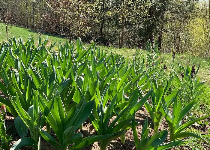 śliczny Z Sauną Willa Borzestowo